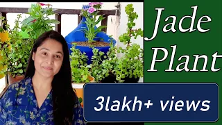 Jade plant | Jade plant propagation and care | Lucky plant | Jade plant cutting | #jadeplantcare