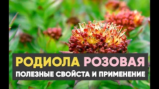 Родиола розовая: лечебные свойства и применение.