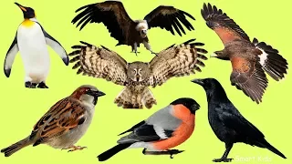 Learn Name and Sounds Cutest Birds in English | Learning  Birds For Children