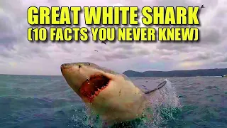 Great White Shark 🦈 (10 FACTS You NEVER KNEW)