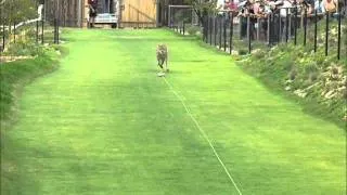 Cheetah run San Diego Zoo