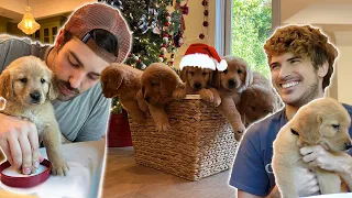 THE PUPPIES FIRST CHRISTMAS! *Holiday Special* | Episode 22