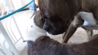 dog mating σκύλος ζευγάρωμα скрещивание собак 犬の交配