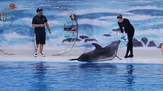 Dubai Dolphinarium - Best Full Show 2022 / Дубайский дельфинарий - Программа 2022