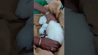 Rabbit mother feeding milk to their babies