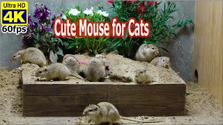 Cat Games - 10 Hours of Mouse Digging Burrows & Playing on Sand for Cats to Watch in 4K UHD