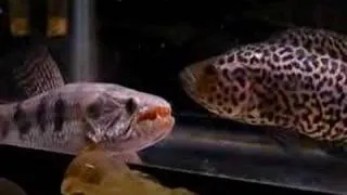 Wolffish vs Jaguar Cichlid