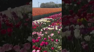 Tulip field Emmeloord, North Netherlands