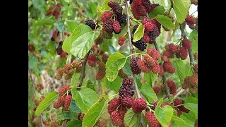 Identify invasive trees: White mulberry