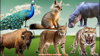 Familiar Animal Sounds: Hippopotamus, Fox, Peacock, Lynx, Buffalo, Tiger - Animal sounds