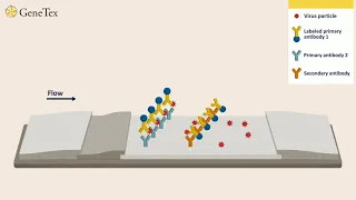 How lateral flow immunoassay works