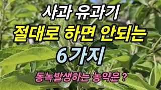 사과 유과기에 절대 하면 안 되는 6가지! 살포하면 안 되는 농약은? 동녹발생