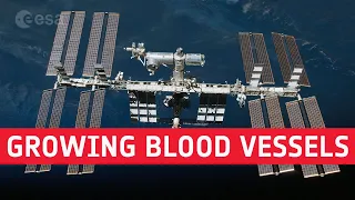 Growing blood vessels. We research. You benefit.