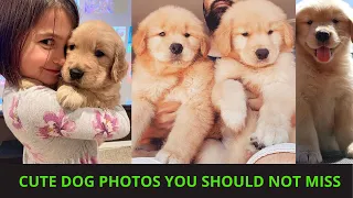 Cute dog photos | Cute puppies images | Dog photos dog pictures | Small dogs playing together | P80