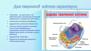 будова рослинної і тваринної клітини лабораторне дослідження