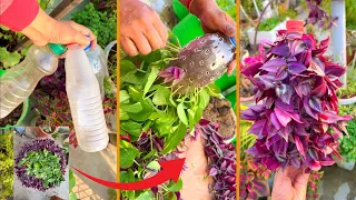 DIY hanging planter using plastic bottles 🔥 #gardening #terracegarden #moneyplant #viralvideo