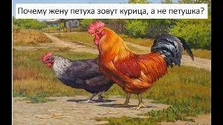 Почему жену петуха зовут курица? Занимательный русский язык.