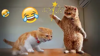 😹🐶 Best Cats Videos 🐱😸 Funniest Animals # 16