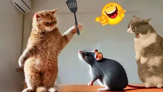 Funniest Animals Complication🥰 New Funny Cat Videos😸😸 #27
