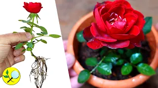 ✽ How to Grow ROSES from Cuttings 🌹