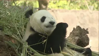 8 Pandas Start New Life in Ancient Town in Central China