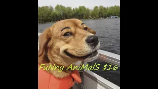 FuNny AniMalS #16 // Смешные видео с животными // Приколы с животными // Смешные животные 2020