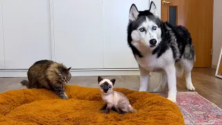 Husky Dogs and Сats React to a "New Kitten"! Funny Prank