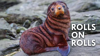 Fur Seals: The Salty Sea Doggos