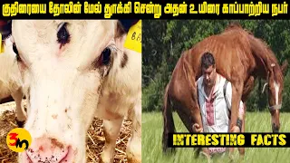 The Man who Lifts Horses Unconventional Strength | Intersting Facts | @3much487