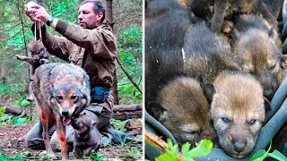 Man Saved this Wolf and her Cubs, but 4 Years later THIS happens...