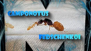 [Mrówki] Odpakowanie/Unboxing Camponotus fedschenkoi