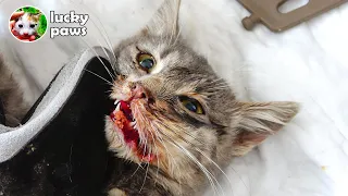 Trying to save the sick kitten who is breathing its last breath | Lucky Paws