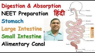 Stomach, Small & Large Intestine, Alimentary Canal in Hindi | 11th & 12th NEET Classes by Dr. Madan