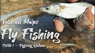 Pesca de Pejerrey Chileno - Fly Fishing Valle del Maipo