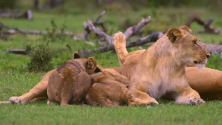 Lion cubs meet mom dad
