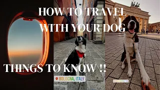 HOW to TRAVEL ABROAD with your DOG/CAT (2022) [THINGS TO KNOW]