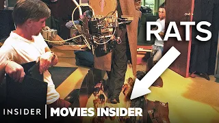 How Rats Are Trained For TV & Movies | Movies Insider