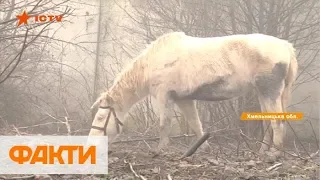 Концлагерь для животных на Хмельнитчине: владелец фермы держит животных в голоде