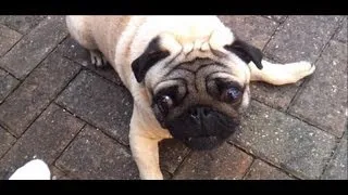 Pug going crazy