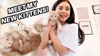 BRINGING MY MAINE COON KITTENS HOME *VLOG & KITTEN HAUL* ft. Pets at Home, Homesense & The Range 😻