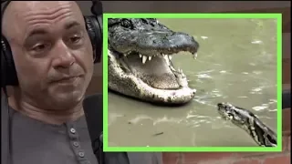 Joe Rogan | Pythons & Alligators Are Battling in the Everglades