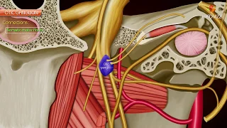 Otic ganglion - Gross anatomy , Roots and Branches : Animated anatomy