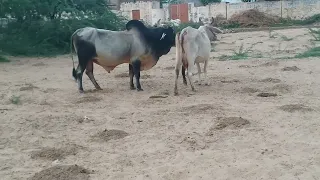 Bull with my cow first meeting in the morning my village