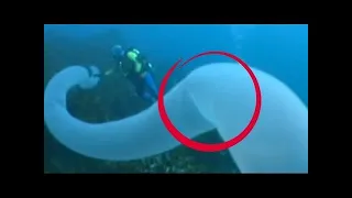 Top 10 Weirdest Ocean Phenomena