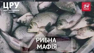ЦРУ. Як в Україні прикривають рибну мафію (Частина 2)