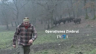 Natură şi aventură: Operațiunea Zimbrul (@TVR1)