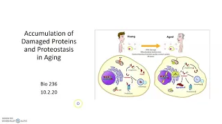 Molecular Fidelity and Proteostasis in Aging