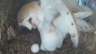 Barn Owl Gylfie Lays 1st Egg of Late Clutch | Gylfie & Dryer | Robert E Fuller