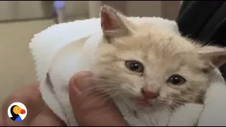 ADORABLE Kittens Rescued From Drain Pipe | The Dodo