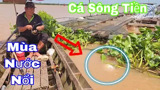 Câu Vồ Đém Sông Tiền,  Mồi Cốt rết Mùa Nước Lên Kéo cá đã Tay